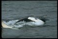 314072 Killer Whale A4 Photo Print