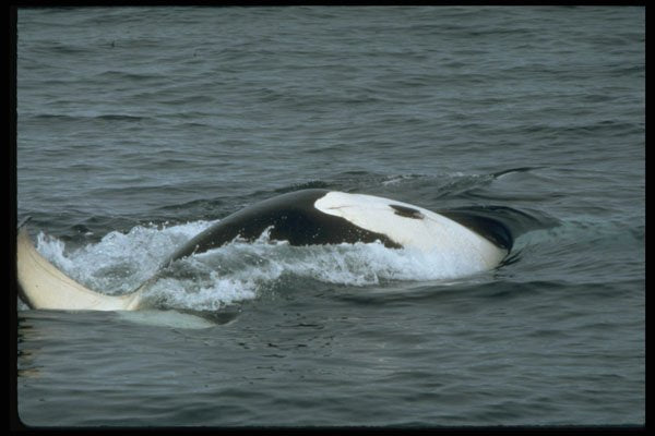 314072 Killer Whale A4 Photo Print