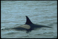 314073 Killer Whale A4 Photo Print
