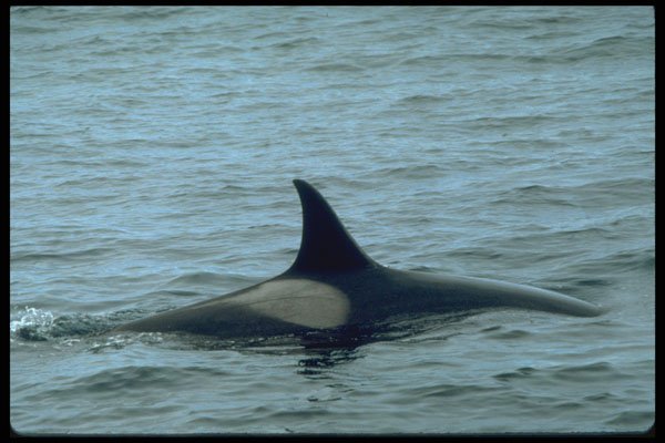 314073 Killer Whale A4 Photo Print