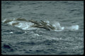 314074 Fraser's Dolphin A4 Photo Print