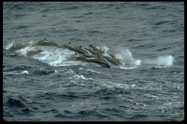 314074 Fraser's Dolphin A4 Photo Print