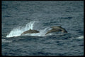 314075 Fraser's Dolphin A4 Photo Print