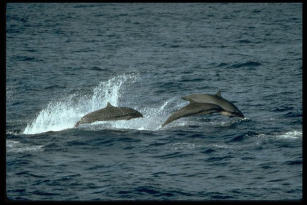 314075 Fraser's Dolphin A4 Photo Print