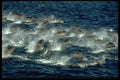 314076 Fraser's Dolphin A4 Photo Print