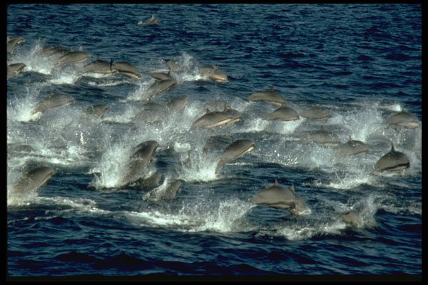 314076 Fraser's Dolphin A4 Photo Print