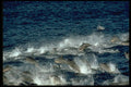 314077 Fraser's Dolphin A4 Photo Print