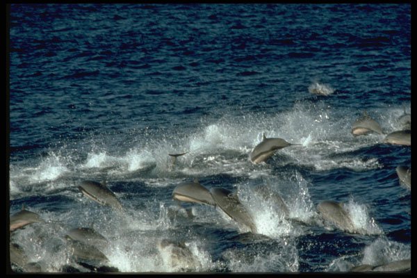 314077 Fraser's Dolphin A4 Photo Print