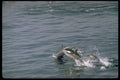 314078 Striped Dolphin A4 Photo Print