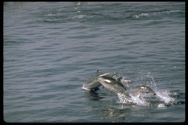 314078 Striped Dolphin A4 Photo Print