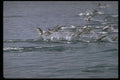 314079 Striped Dolphin A4 Photo Print