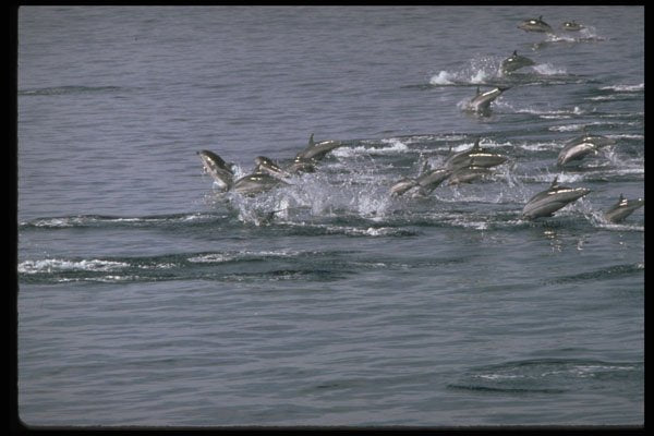 314079 Striped Dolphin A4 Photo Print