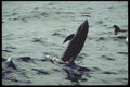 314080 Melon headed Whale A4 Photo Print