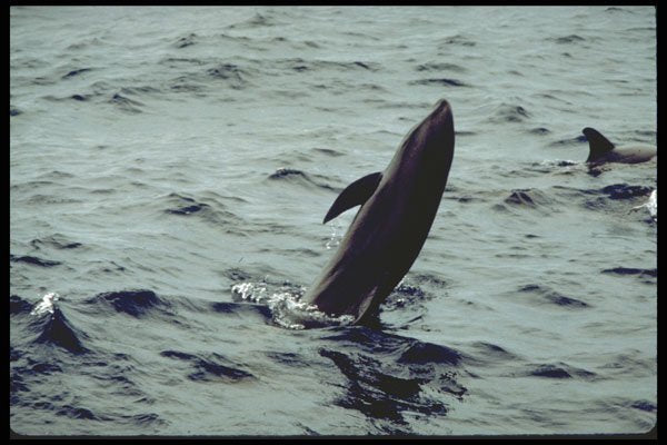 314080 Melon headed Whale A4 Photo Print