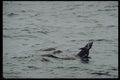 314081 Melon headed Whale A4 Photo Print