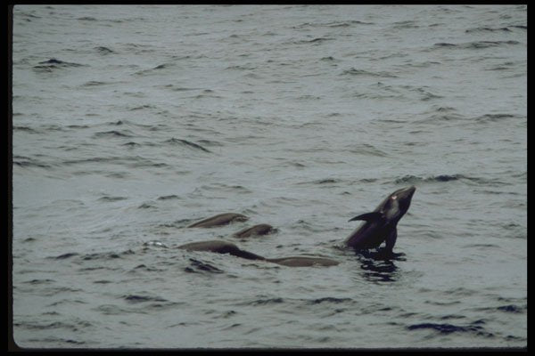314081 Melon headed Whale A4 Photo Print