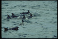 314082 Melon headed Whale A4 Photo Print