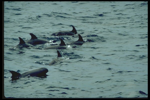 314082 Melon headed Whale A4 Photo Print