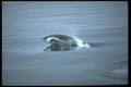 314083 Melon headed Whale A4 Photo Print