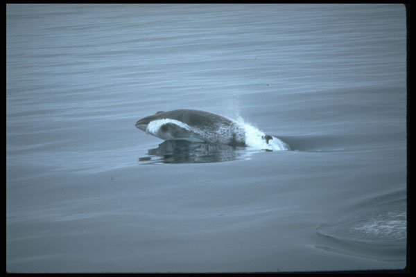 314083 Melon headed Whale A4 Photo Print