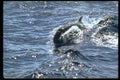 314084 False Killer Whale A4 Photo Print