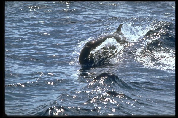 314084 False Killer Whale A4 Photo Print