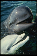 314085 Pilot Whale And Atlantic Bottlenose Dolphin A4 Photo Print