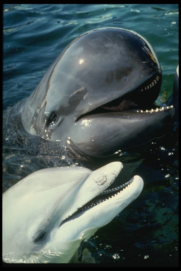 314085 Pilot Whale And Atlantic Bottlenose Dolphin A4 Photo Print
