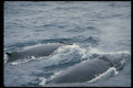 314086 Humpback Whale A4 Photo Print