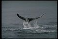 314087 Humpback Whale A4 Photo Print