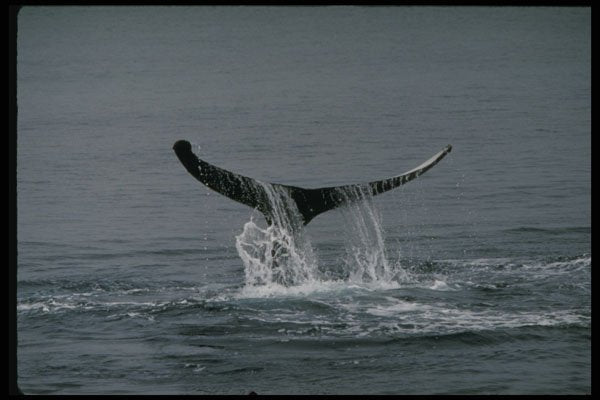 314087 Humpback Whale A4 Photo Print