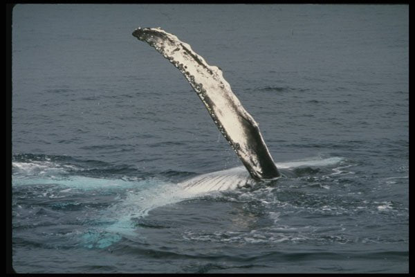 314088 Humpback Whale A4 Photo Print