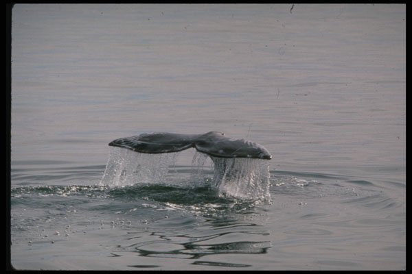 314089 Gray Whale A4 Photo Print