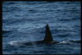 314090 Killer Whale A4 Photo Print