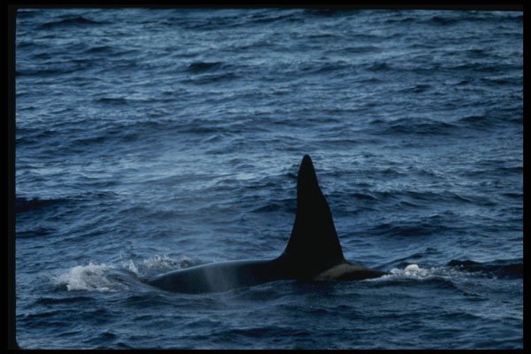 314090 Killer Whale A4 Photo Print