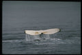 314091 Humpback Whale A4 Photo Print