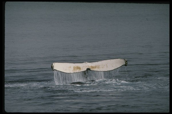 314091 Humpback Whale A4 Photo Print