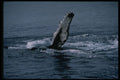 314092 Humpback Whale A4 Photo Print