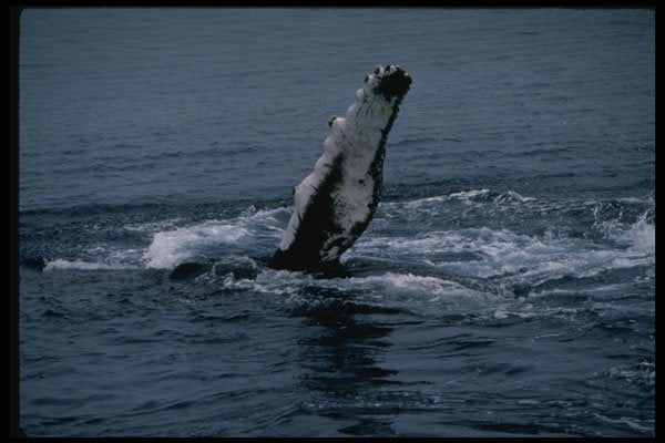 314092 Humpback Whale A4 Photo Print