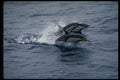314093 Short beaked Common Dolphin A4 Photo Print