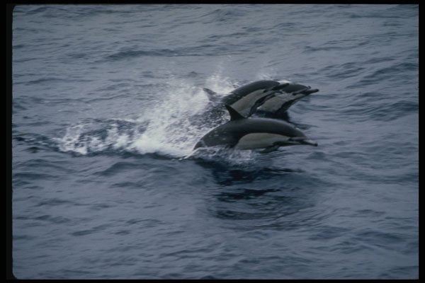 314093 Short beaked Common Dolphin A4 Photo Print