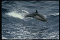314094 Long beaked Common Dolphin A4 Photo Print