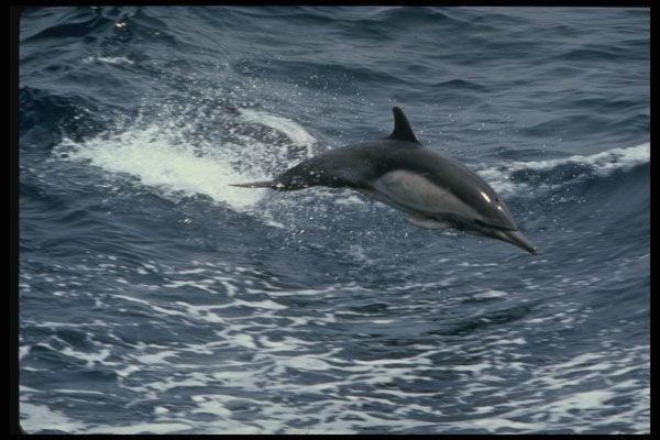 314094 Long beaked Common Dolphin A4 Photo Print