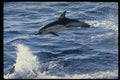 314095 Common Dolphin A4 Photo Print