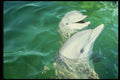 314096 Atlantic Bottlenose Dolphin A4 Photo Print