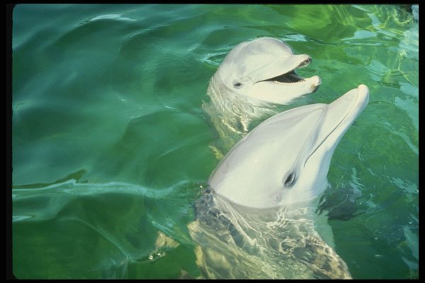 314096 Atlantic Bottlenose Dolphin A4 Photo Print
