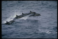 314097 Short beaked Common Dolphin A4 Photo Print