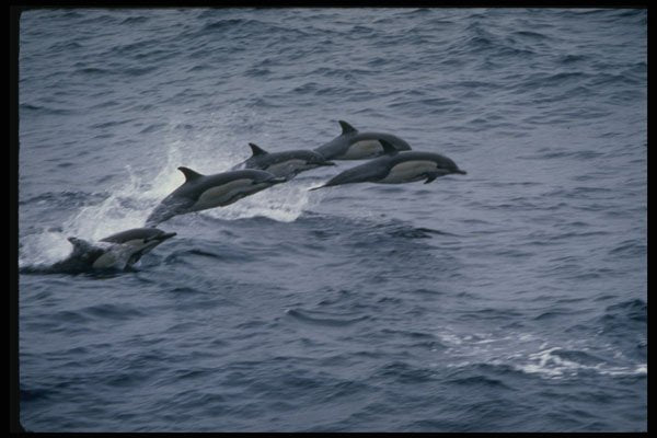 314097 Short beaked Common Dolphin A4 Photo Print