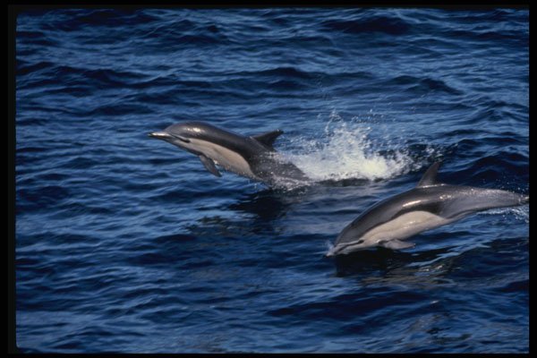 314098 Short beaked Common Dolphin A4 Photo Print