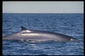314099 Fin Whale A4 Photo Print
